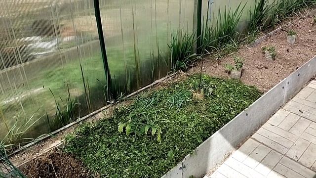 Необходимые работы в теплице//Куда девать скошенную траву смотреть онлайн