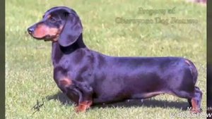 Всё о таксах ?