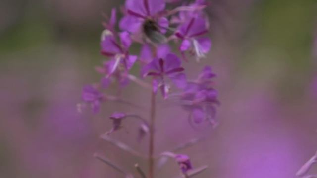 Invest Mullingar - Location for Life смотреть онлайн