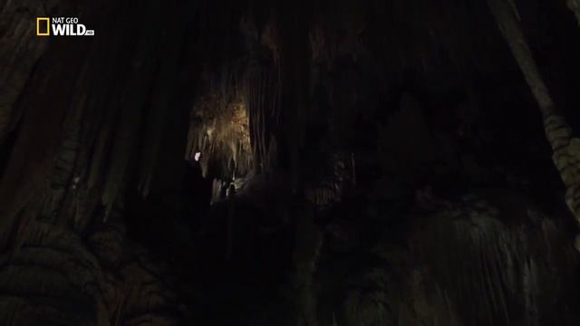 Загадка гигантского пещерного паука National Geographic (720p) смотреть онлайн