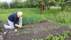 Подсаживаем морковь в июне и чем удобрять для хорошего урожая.
