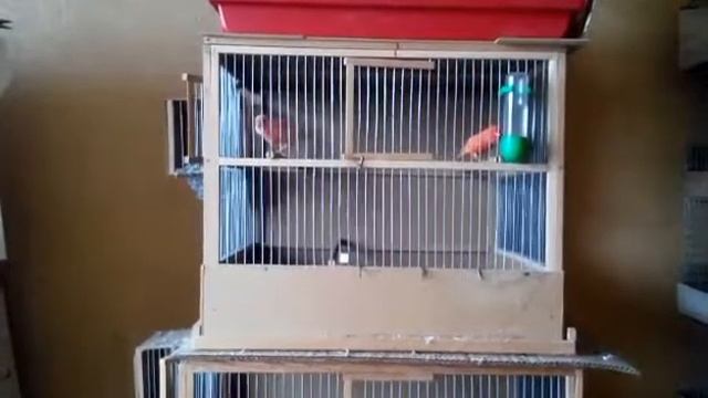Кенар Ярит! Пение красного Кенара.Canary Singing