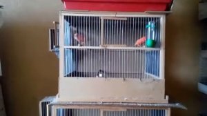 Кенар Ярит! Пение красного Кенара.Canary Singing