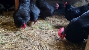 Курица расклёвывает яйцо. Основная причина. Корм.   The hen pecks at the egg. The main reason. Feed