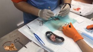 Новообразование молочной железы у крысы