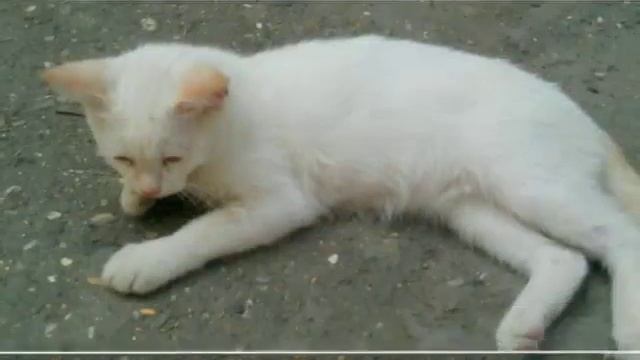 3 кота нашего двора смотреть онлайн