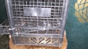 Бюджетная клетка для перепелок из пластиковых ящиков .