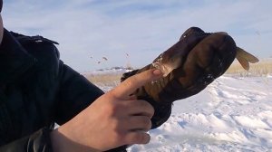 Зимняя рыбалка на мормышку,озеро Мостовое.Алтайский край Завьяловский район