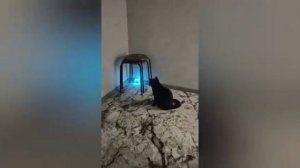 Кошка балуется с шариком летающим