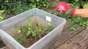 ЛУЧШИЕ УСЛОВИЯ ДЛЯ ЧЕРЕНКОВ  КЛЕМАТИСОВ В ОТКРЫТОМ ГРУНТЕ в ЖАРУ  . ЛАЙФХАКИ