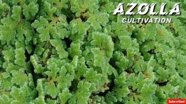 Azolla Cultivation Tagalog how to plant azolla смотреть онлайн