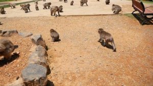 嵐山モンキーパークのエサまきタイム?Feeding time at Arashiyama Monkey Park