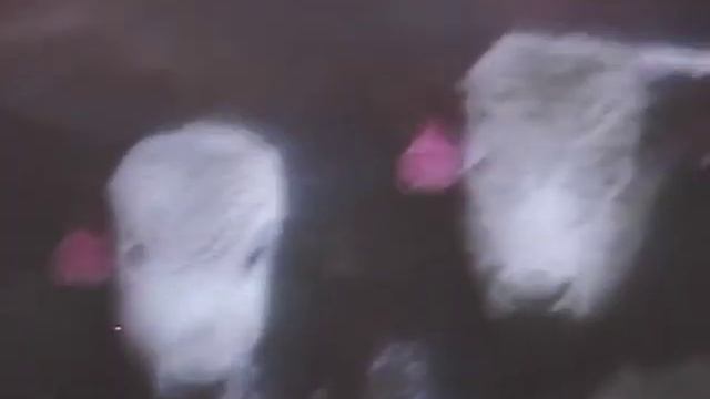Хорошие новости от Светланы Герасимовой  Все должно быть настоящим и специалисты, и власть, и проду