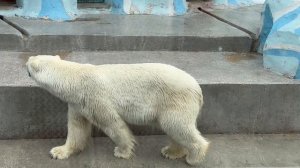 Белый медведь. Зоопарк. Новосибирск.