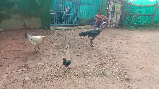 My first Vlog with long Asheel!#firstvlog|#The Village boy.