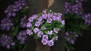 Вербена Ампельная