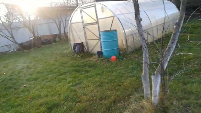 Побелка деревьев на зиму