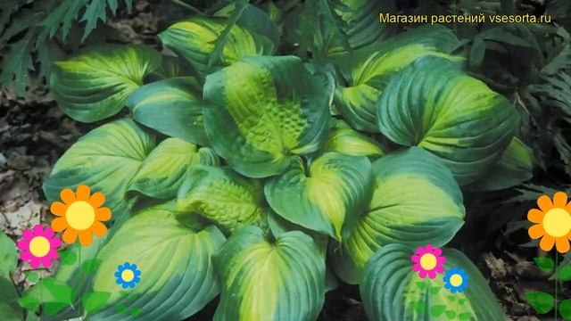 Хоста гибридная Окно собора. Краткий обзор, описание характеристик hosta hybrida Cathedral Windows