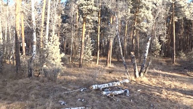 Челябинск Монахи сосновый бор смотреть онлайн