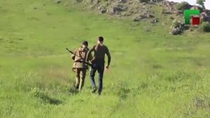 Кавказское Сафари-нападение волка на домашний скот.
