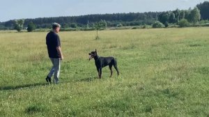 Obedience IGP2 with dobermann III Работа добермана на испытаниях по IGP-2 - послушание I