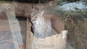 рысь в коробке прикол