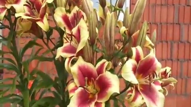 флавия лилия от-гибрид