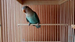 Неразлучник попугай | Молодой птенец неразлучника