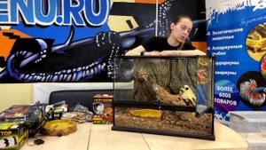 Мастер-класс по оформлению террариума EXO TERRA для некрупных видов змей.