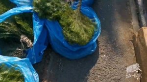 Свежий пихтовый веник (Замороженный) для бани