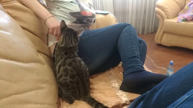 5-ти месячный Бенгал смотреть онлайн