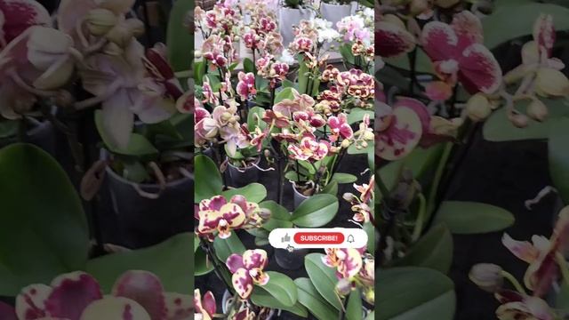 Невеличкий огляд #orchid #орхідеїфаленопсис #orchidflower #montaguadeepsecret #ladybird #парфюмерки смотреть онлайн