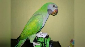 Китайский кольчатый попугай #Коннер