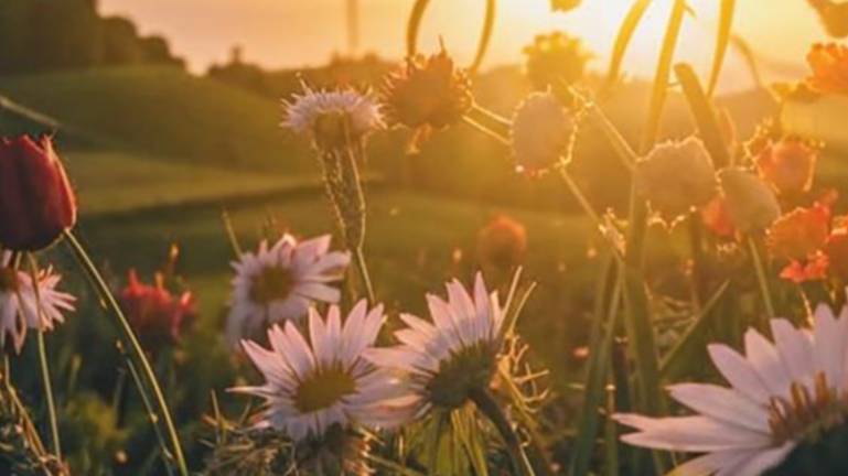 Желаю самого доброго и прекрасного дня, чудесного настроения смотреть онлайн