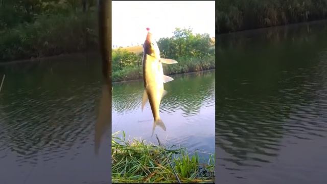 Гиде-то наверное водится лещ, а это все же подлещик ?  #shorts #fishing #рыбалка