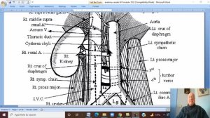 Anatomy GIT Module in English ( Abdominal Aorta) ,  by Dr, Wahdan