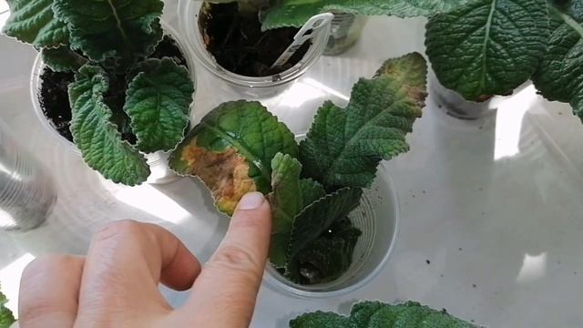 ?️НОВИНКИ!?️СТРЕПТОКАРПУСЫ.?️36 НОВЫХ СОРТОВ!?️ смотреть онлайн