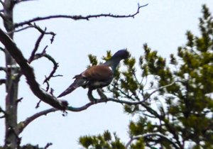 На глухаря с камерой. Охота. Замена печки.