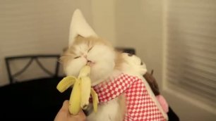 Кошка в костюме ест банан
