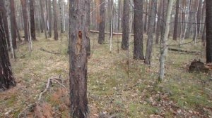 Ориентирование в тайге, квартальная просека 2