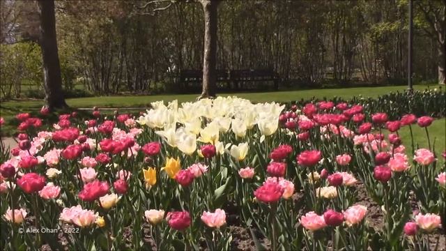 Rosetta McClain Gardens смотреть онлайн