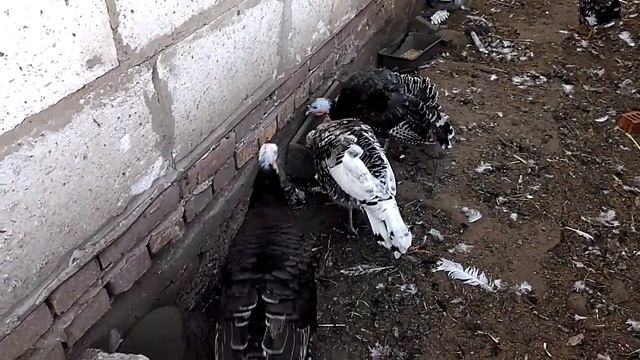 Пятимесячные индюки. Turkeys смотреть онлайн