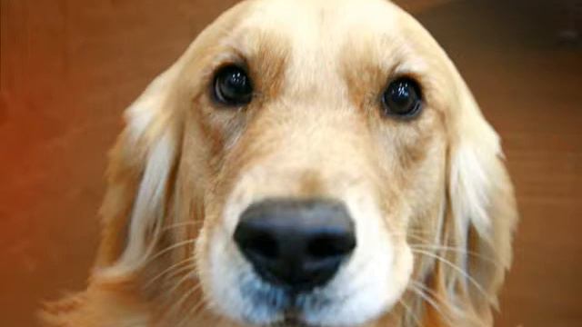 I Gotta Felling na Flauta смотреть онлайн