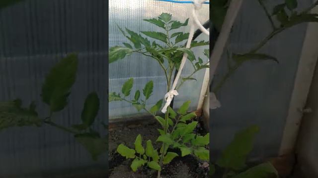 31 мая дача смотреть онлайн