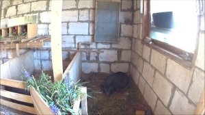 вьетнамские вислобрюхие свиньи( продажа мяса)