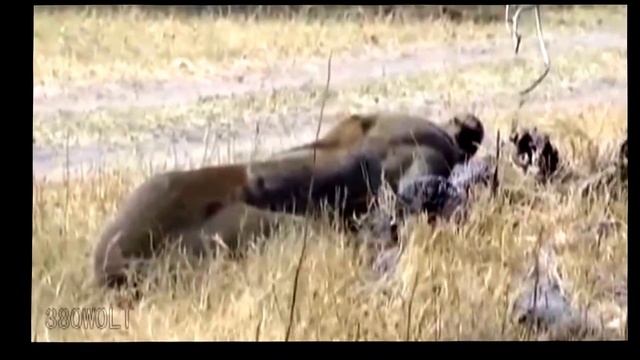 бородавочник вторглись на территорию львов смотреть онлайн