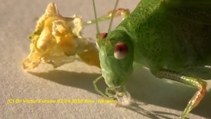 Как Вырастить Чудо Кузнечика Пластинокрыла Дома? Как Самец Phaneroptera falcata Вырос Зимой?