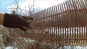 Жизнь в деревне // Сегодня - в огород // Смородина // Опять про сарай