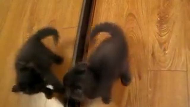 muska MVI 0561 x264 смотреть онлайн