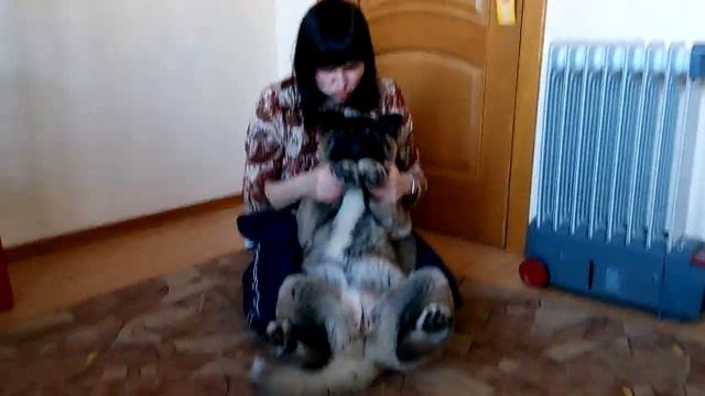 Щенок американская акита Карма, 4 месяца, девочка смотреть онлайн